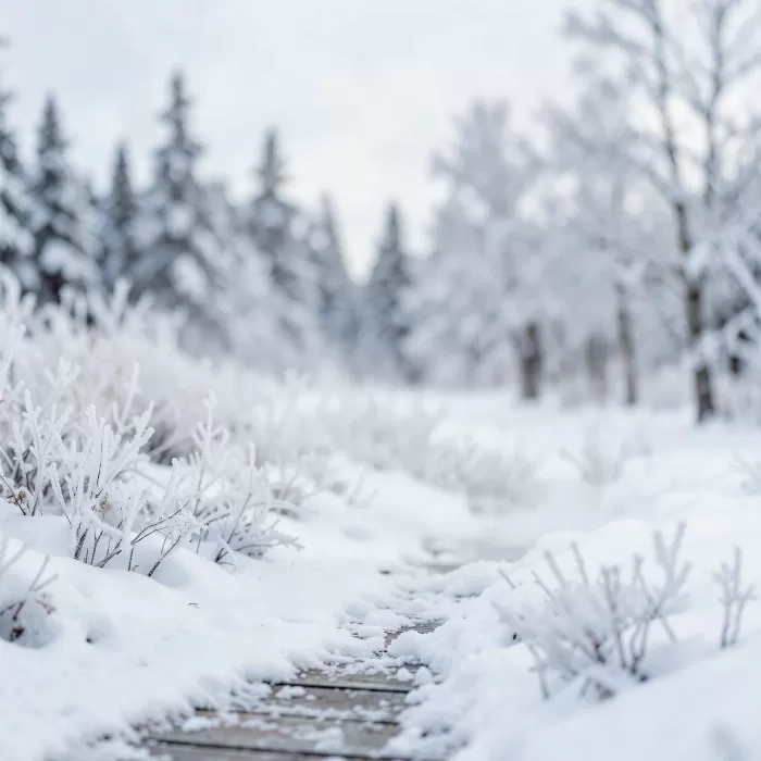 Frosted Steam