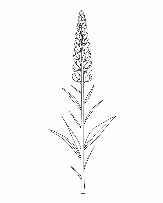 Lupine Lines