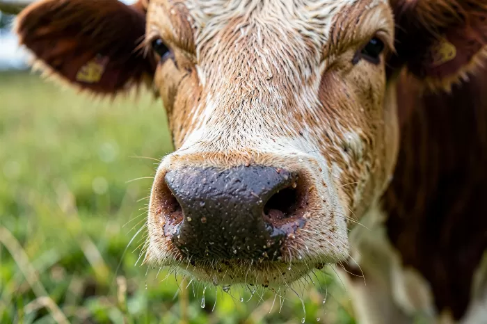Muzzle