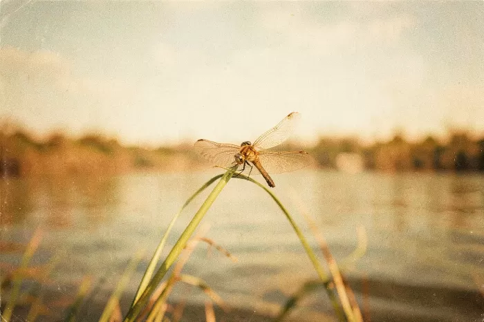 Honeyed Hover