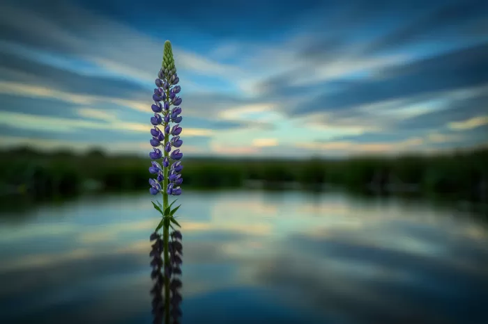 Lupine Still