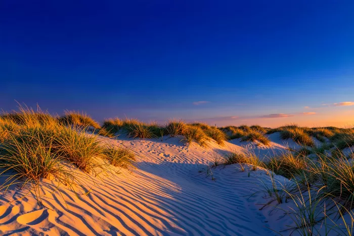 Amber Grasses
