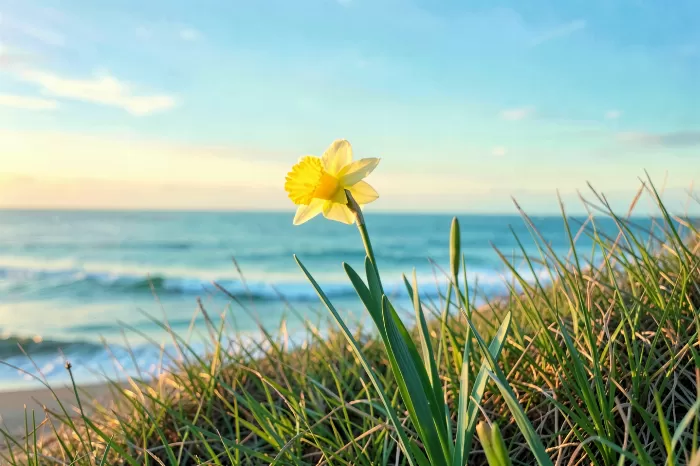 Coastal Daffodil