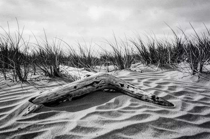 Driftwood Ripples