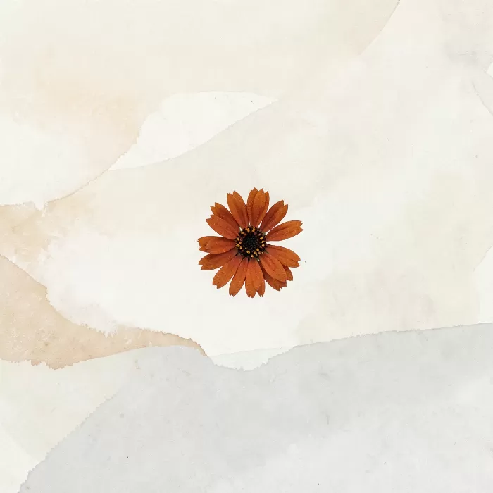 Quiet Zinnia