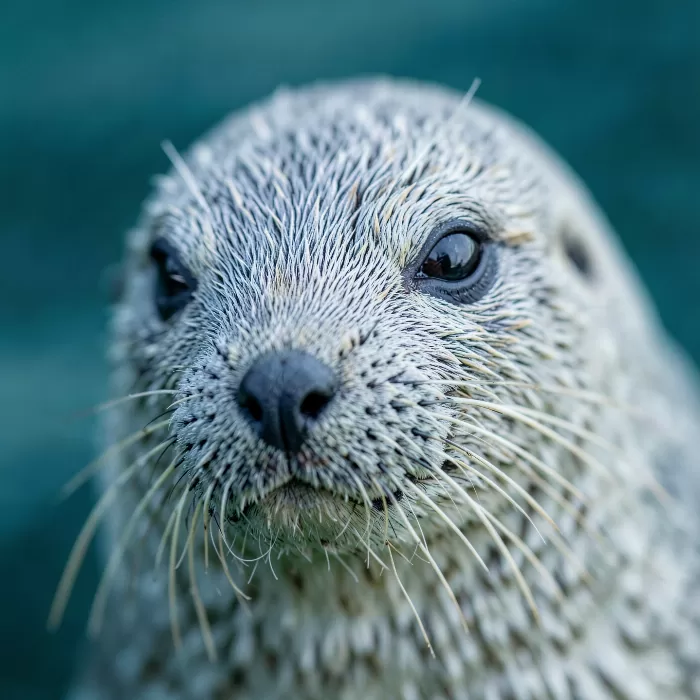 Seal Gaze