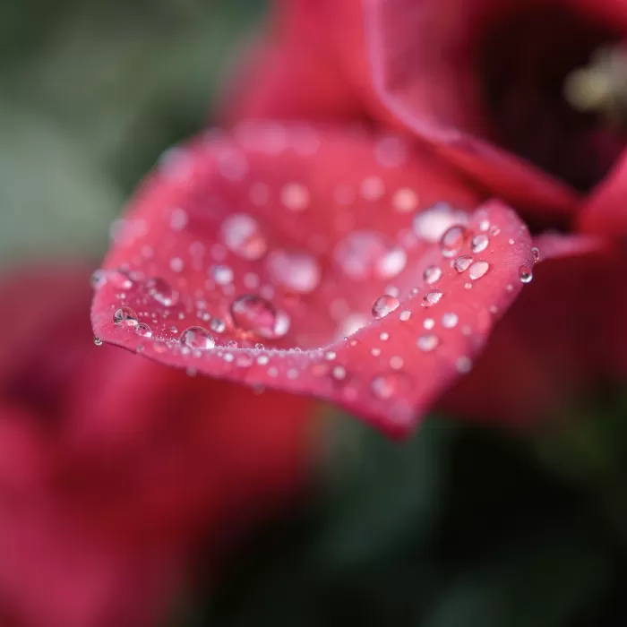 Petal Dew