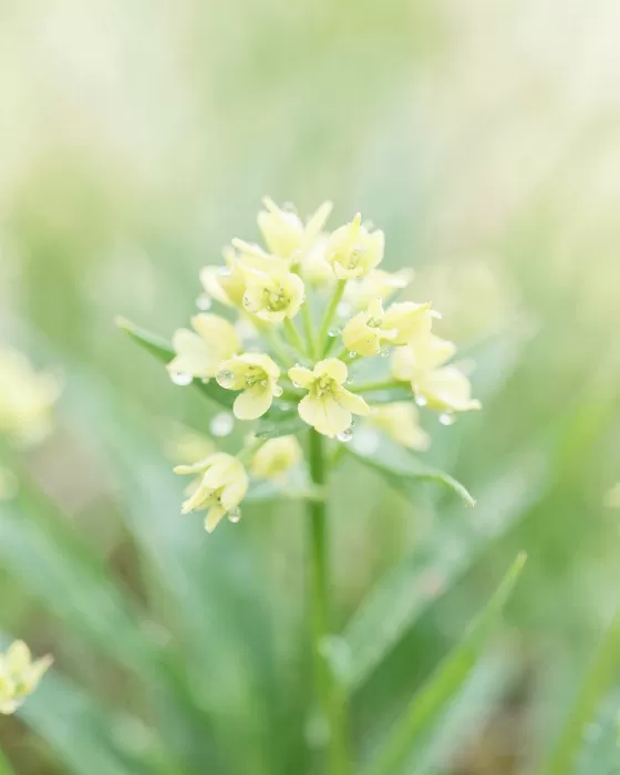 Dew Clustered