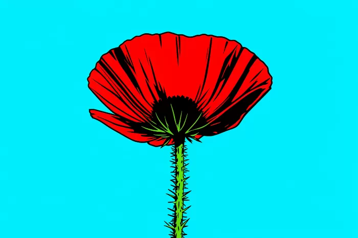 Whiskered Poppy