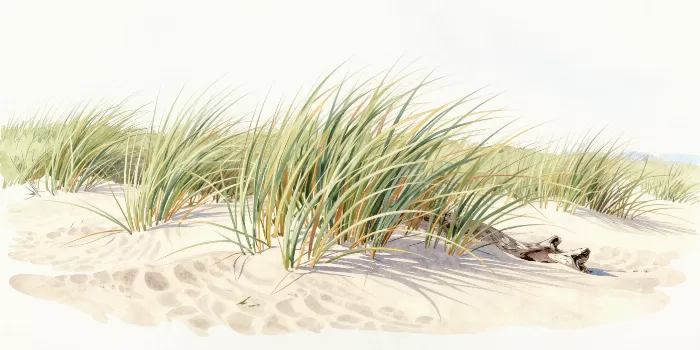 Dune Blades