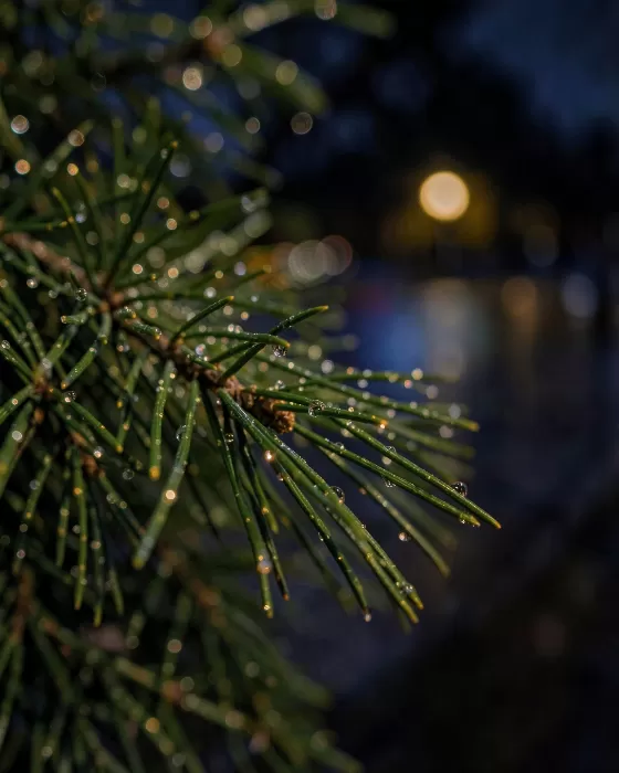 Rainlit Cypress
