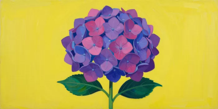 Hydrangea Pop