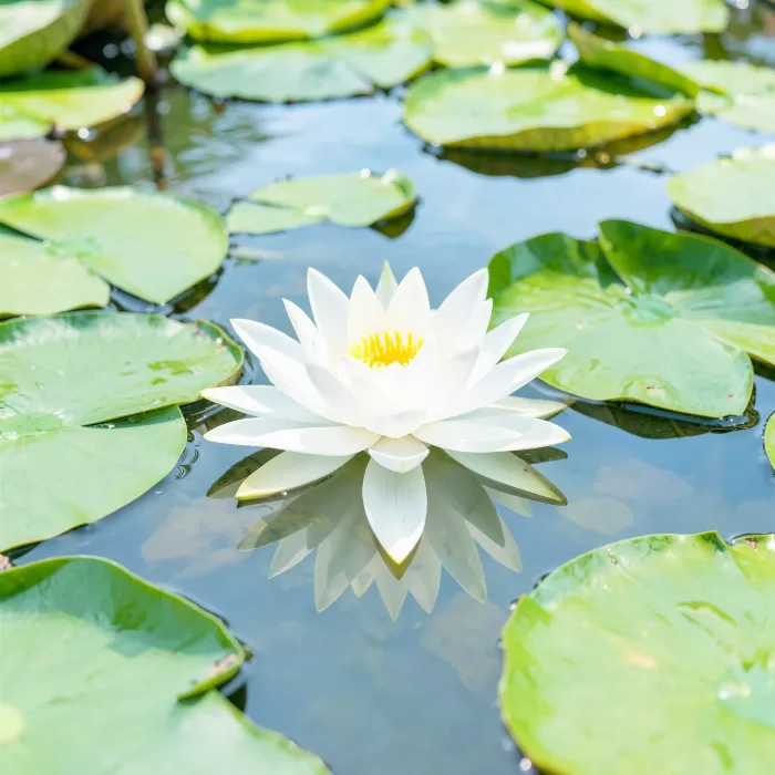 Lily Pad