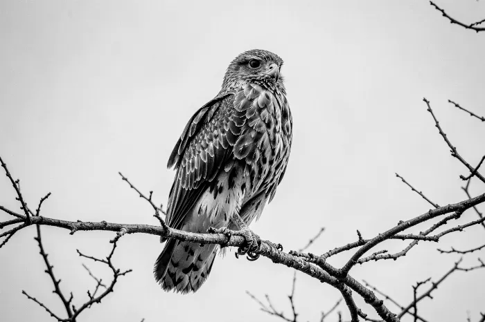 Watchful II