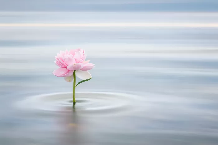 Still Peony II