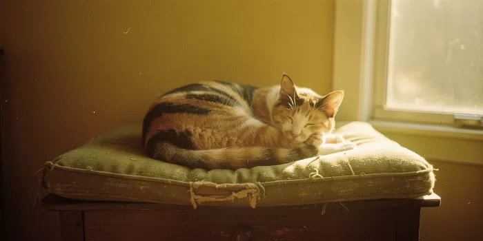 Sunday Nap