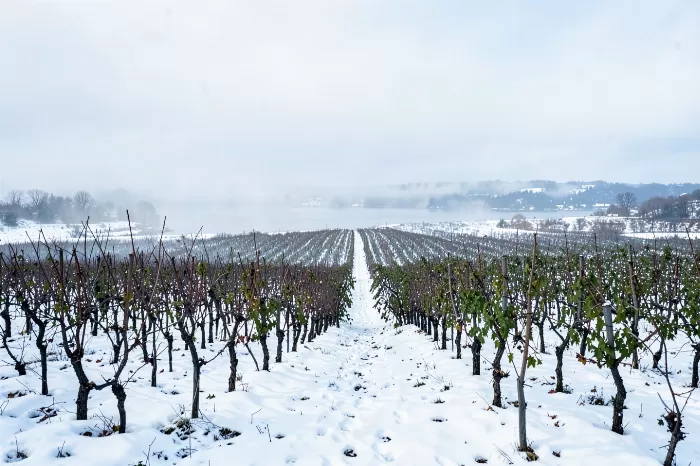 Niagara Vines