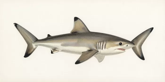 Shark Specimen