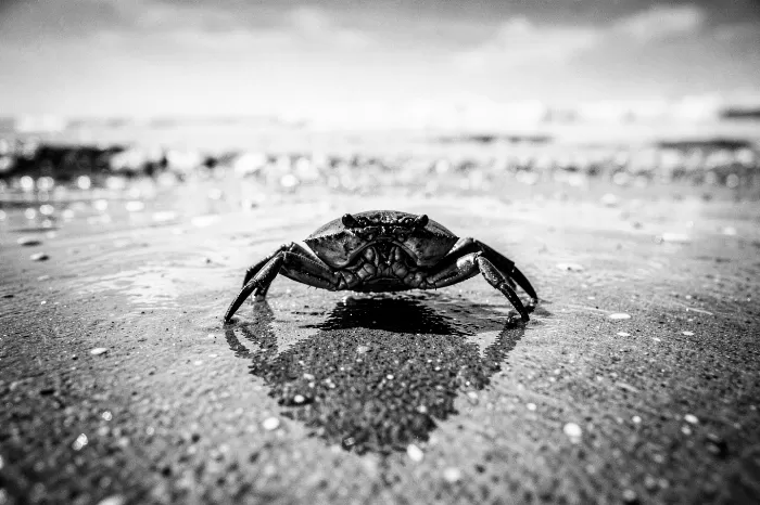 Shore Crab III