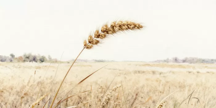 Straw Seed