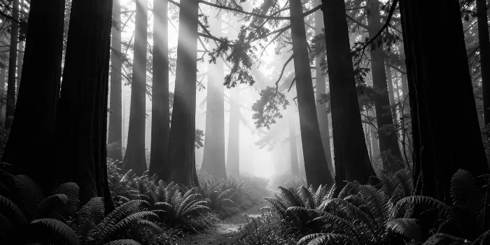 Fern Corridor
