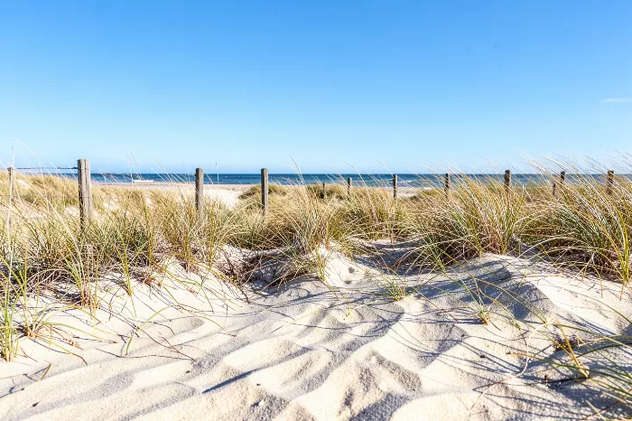 Beachgrass Breeze