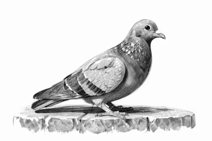 Grey Pigeon