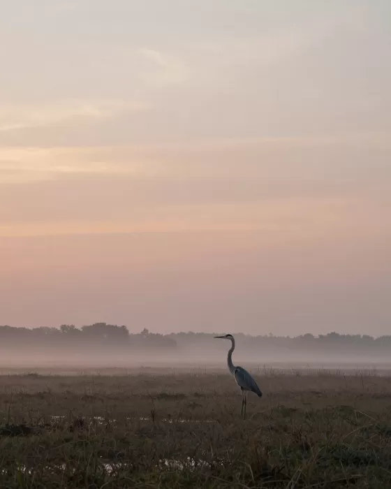 Lone Heron