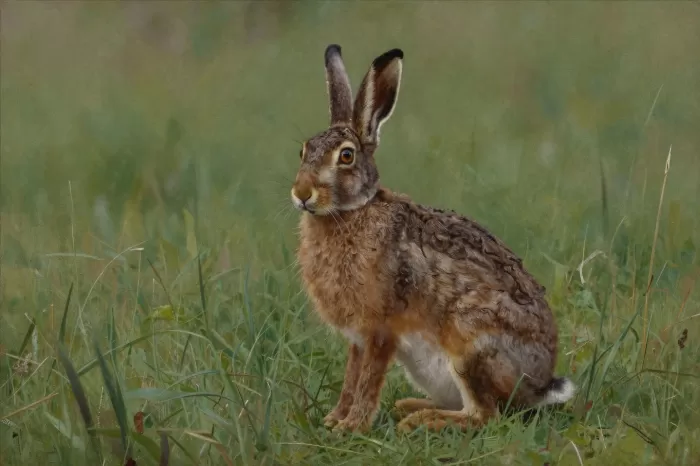 Brown Hare