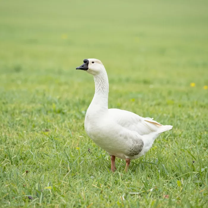 Morning Goose