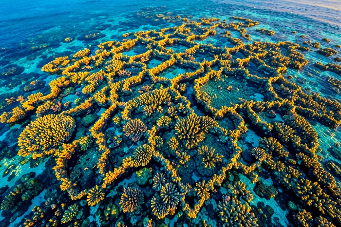 Golden Reef