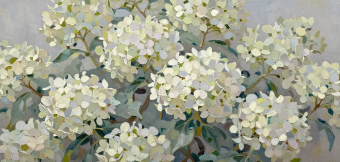 Morning Hydrangeas