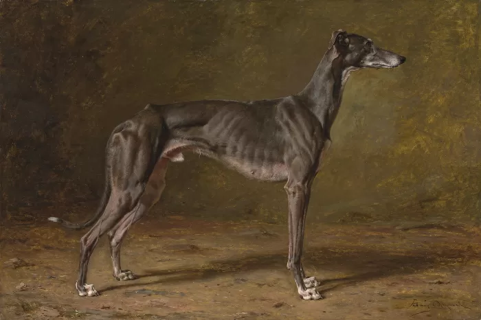 Studio Greyhound