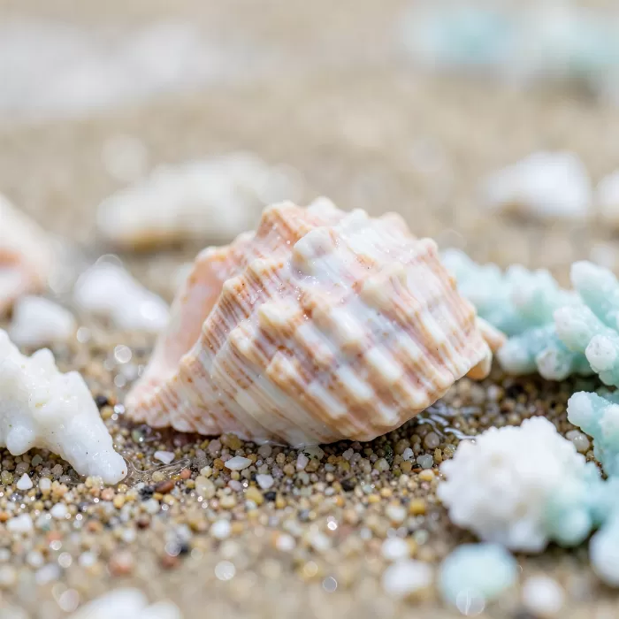 Conch Ridges
