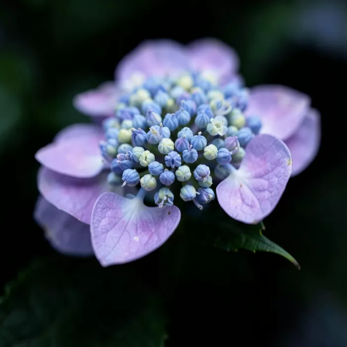 Hydrangea Heart