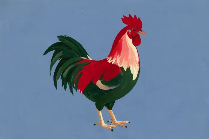 Scarlet Rooster