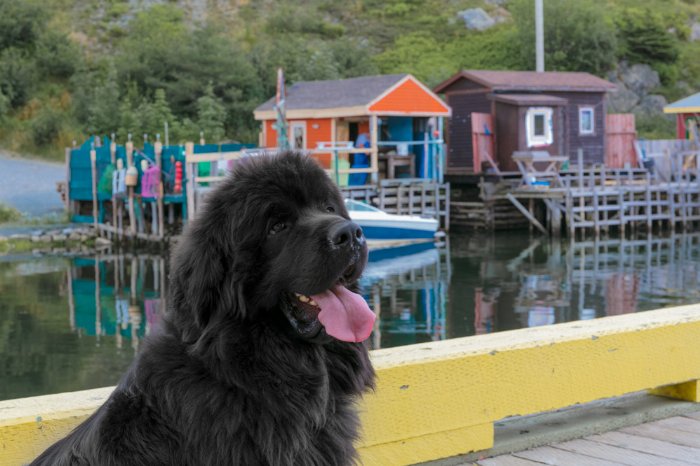 Allan Doyle Quidi Vidi Up Close - Newfoundland art print