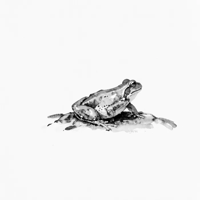 Still Frog