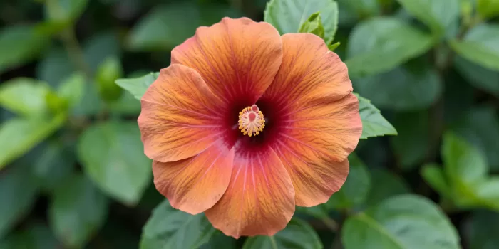 Scarlet Stamen