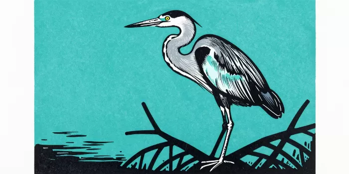Mangrove Heron
