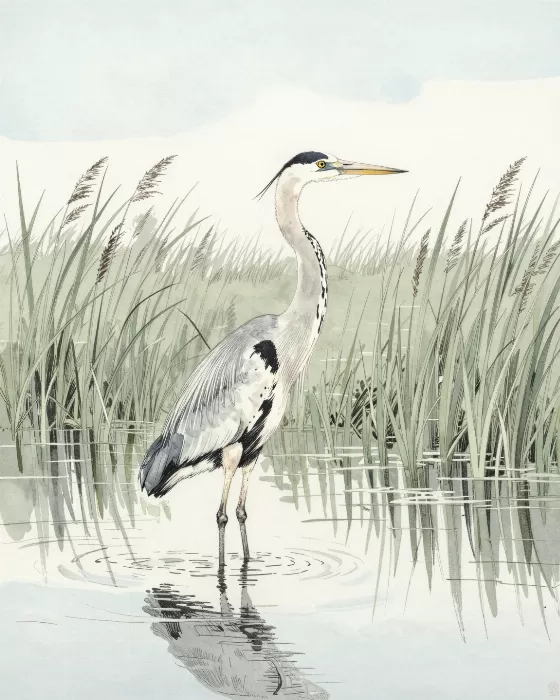 Reed Watcher
