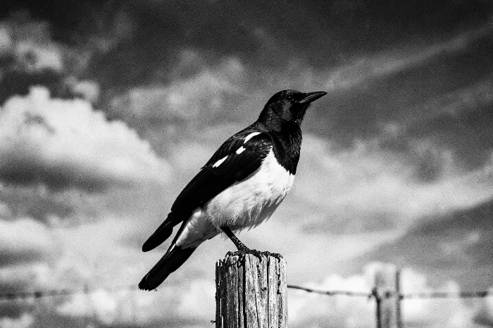 Perched