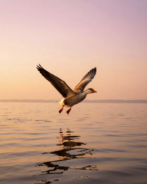 Golden Flight III