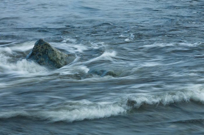 In Motion - Newfoundland art print