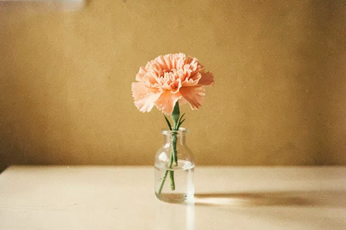 Sunlit Carnation