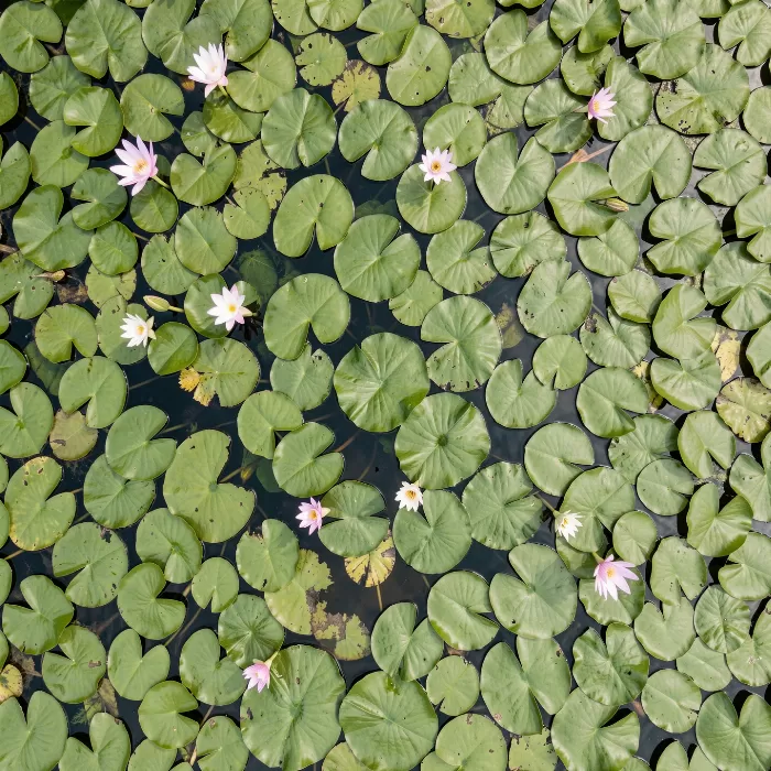 Water Garden