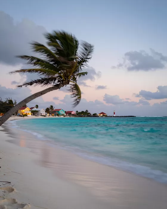 Divi Trees