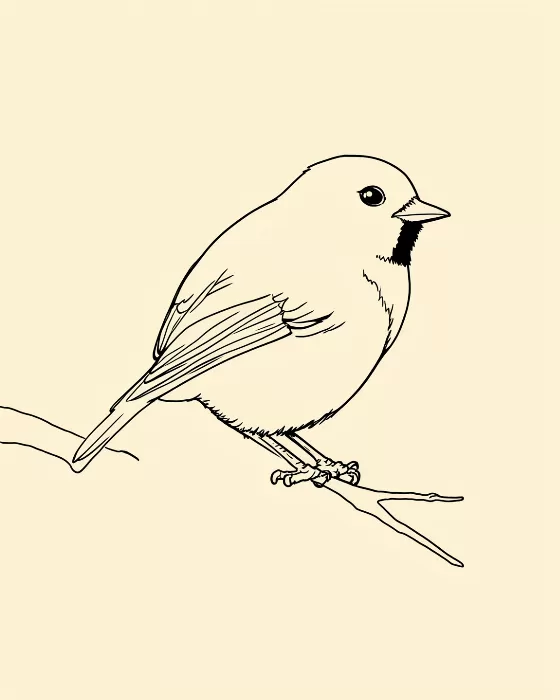 Little Chickadee