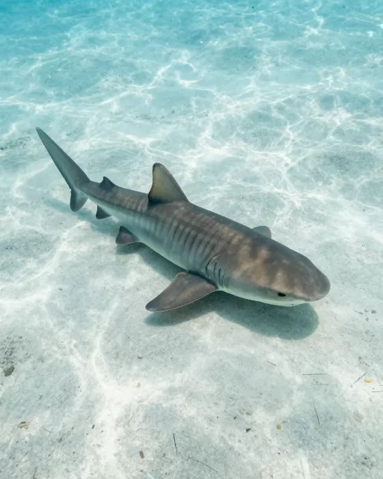Shark Drift