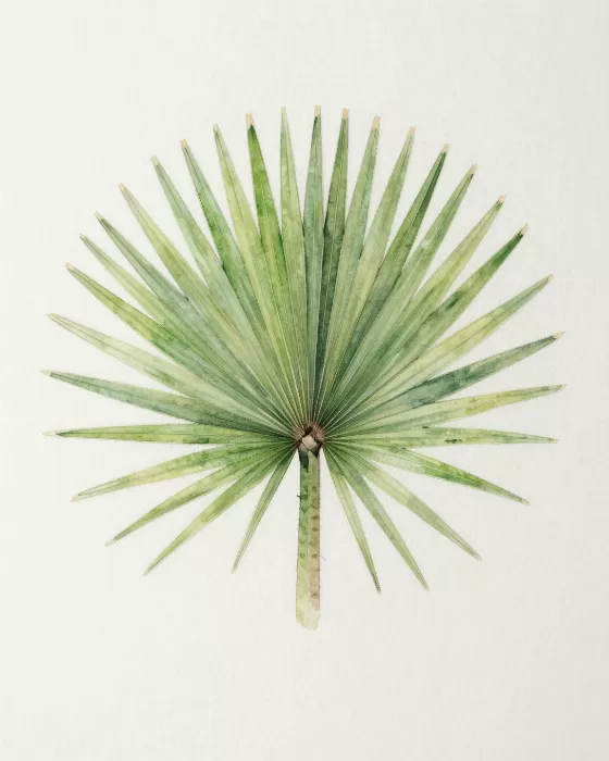 Fan Palm